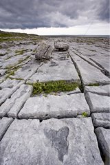 Karstplateau des Burren in County Clare Irland