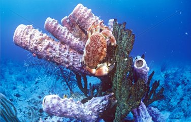 Crabe sur un corail à Nassau aux Bahamas