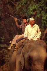 Radio tracking de rhinocéros indien Chitwan NP Népal