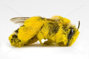 Honeybee pollen covered in studio