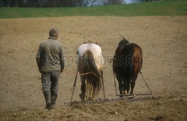 Labour par traction animale dans la région de Gdansk Pologne