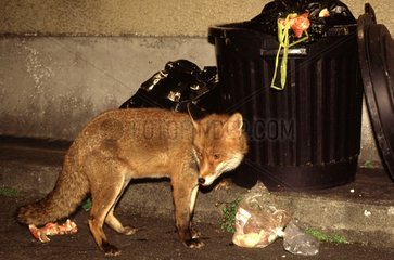 Renard roux se nourrissant dans les poubelles en France