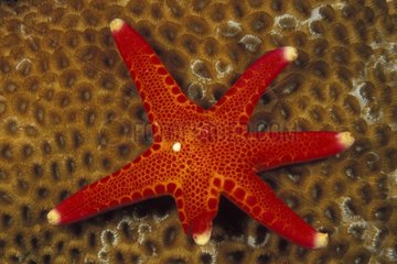Sea Star regenerating a sixth arm one more than normal Bali