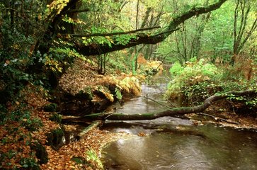 Forêt de Brocéliande en Bretagne en France