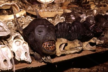 Tête et mains de chimpanzé sur étal de pharmacopée Bénin