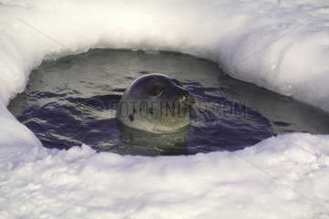 Phoque du Groenland dans un trou de glace au Canada
