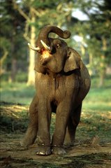 Asian Elephant captive in Chitwan National Park Nepal