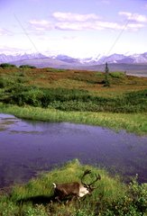 Renne dans le Denali National Park en Alaska aux USA