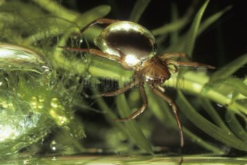 Water Spider with air-bubble