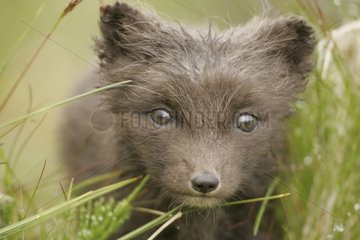 Close-up on Arctic fox cub gazing with interest something