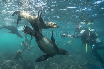California sea lions and diver - Channel Islands California