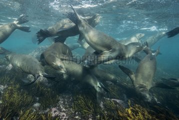 California sea lions - Channel Islands California