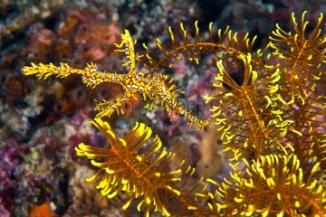 Harlequin ghost fish and Feather Star Crinoid - Philippines