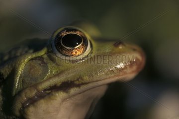 Grüner Froschporträt