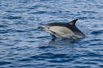 Common dolphin leaping out of water Azores Portugal