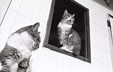 Katzen  die neben einem Fensterschutz von Beauregard sitzen