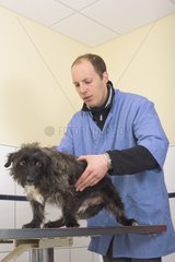 Tierarzt  der einen Hund in die Klinik untersucht