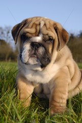 Welpenhund der englischen Bulldogge saÃŸ im Gras Frankreich