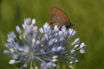 Täglicher Schmetterling auf eine wilde Zwiebelblume gelegt