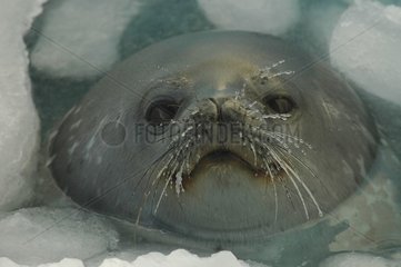 Weddell Seal -Porträt  wenn es Antarktis atmet