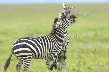 Grant's zebra stallions fight ingTanzania
