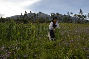 Frau pflückt Gras für Meerschweinchen Morochos Ecuador