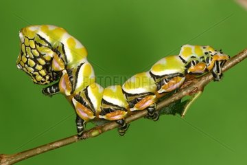 Caterpillar on a branch in a private breeding