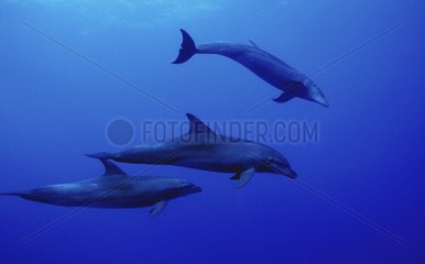Grand dauphin nageant dans le grand bleu Polynésie Française