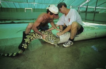 Capture d'un Crocodile pour l'abattage Darwin