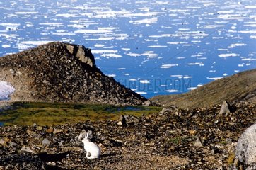 Lièvre arctique dans les collines de Cap Hoegh Groenland