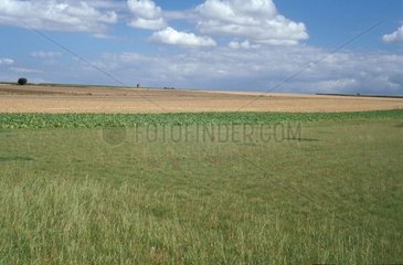 Landwirtschaftliche Landschaft typisch für die Ebene Nordfrankreichs