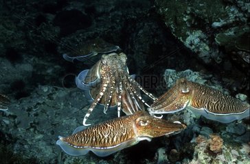 Cuttlefish mating in Mergui archipelago Burma