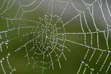 Tau auf einem Spinnweb