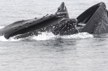 Two Humpback Whales feeding on Kodiak Island Alaska