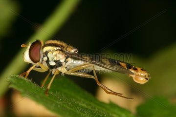 Male Hoverfly landed on a leaf Hof ter Musschen