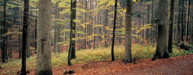 Forêt primaire en automne Bavière Allemagne