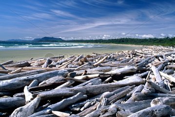 Bois échoué sur une plage de l'Océan Pacifique