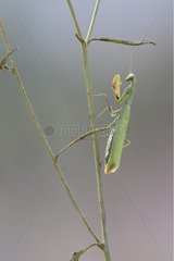 Praying Mantis on a stem Bas-Rhin France