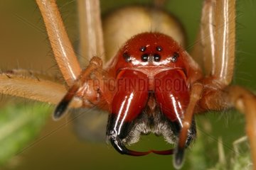Portrait of sac Spider Midi-Pyrénées France