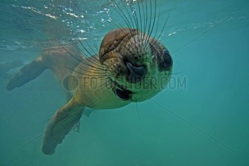South American Sea Lion swimming Patagonia Argentina