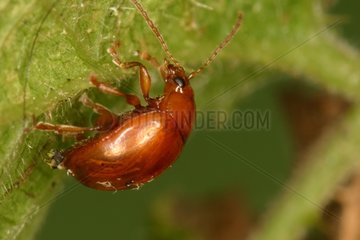 Chrysomelid under th elimb of a leaf Evere Belgium