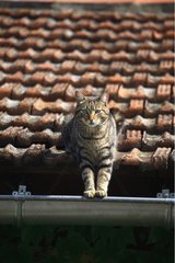 Cat sat on the ledge of a gutter