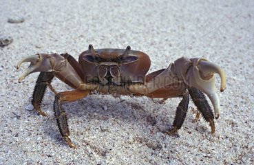 Crab Christmas Island Australie
