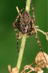Walnut orb-weaver spider male looking for a female France