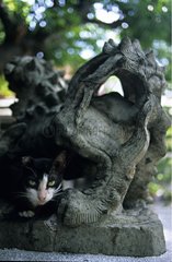 Cat lying down near a statue Bangkok Thailand