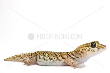 Madagascar Ground Gecko studio
