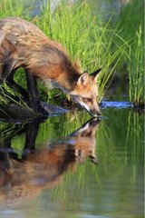Red Fox drinking on bank Minnesota USA
