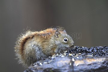 American Red Squirrel eating seedds Minnesota USA