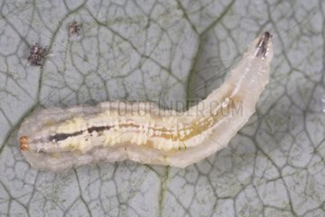Syrphe larvae on a leaf eating insects