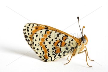 Spotted Fritillary male in studio
